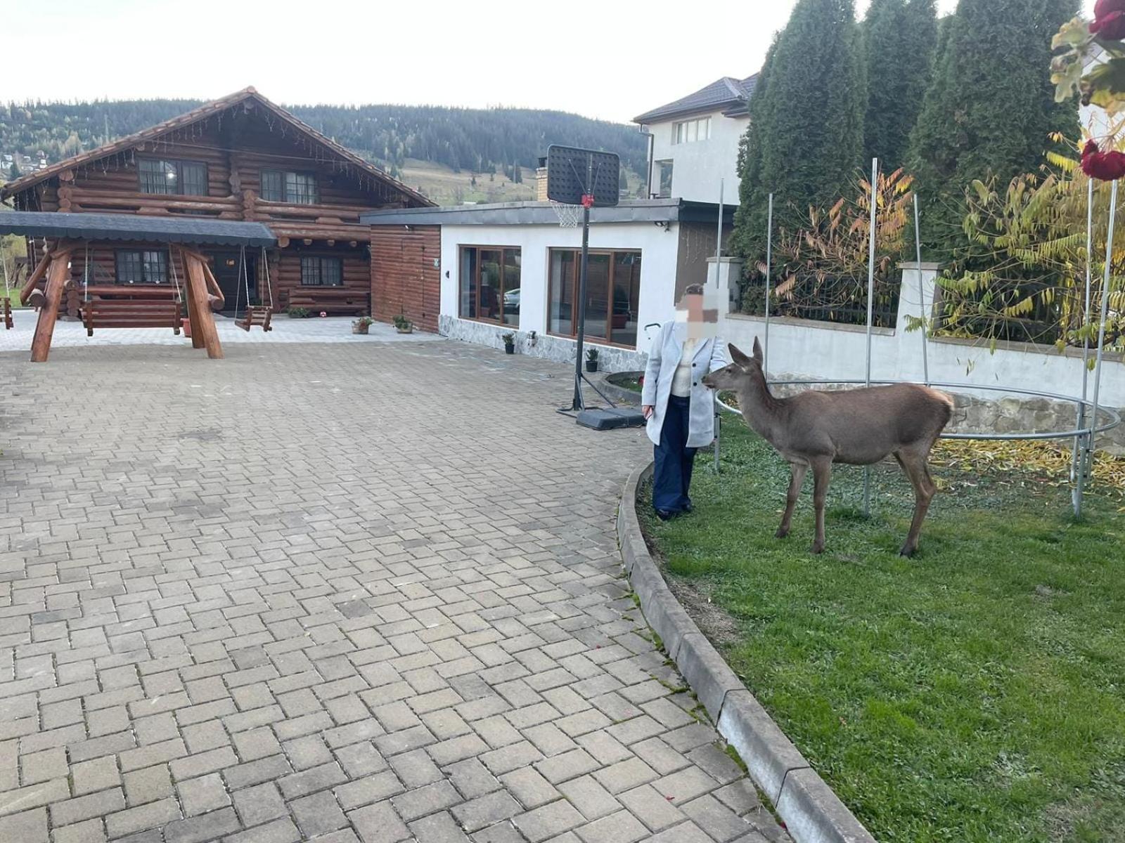 Casa De Munte Vatra Dornei Exterior foto